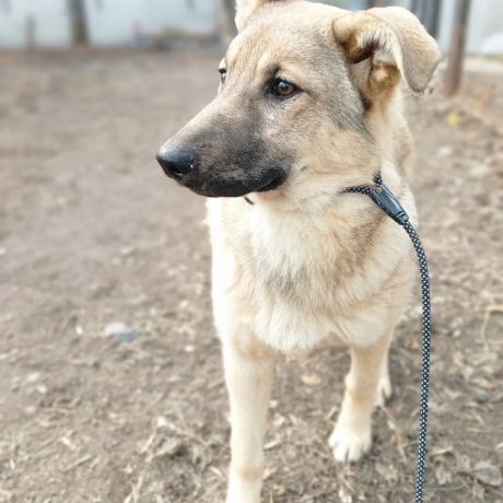 Щенки с огородов