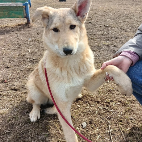 Щенки с огородов