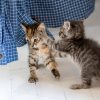 Котята найдёныши в коробке на ул. Красная