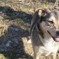 Зои