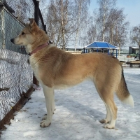 Дина