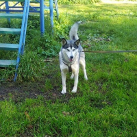 Хаска из Лисьего носа