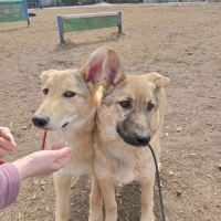 Щенки с огородов