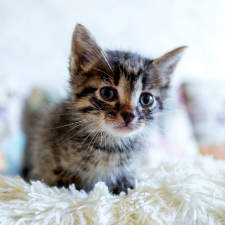 Котята найдёныши в коробке на ул. Красная